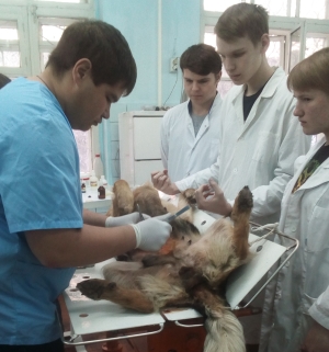 ak3 горно алтайск ветеринарная клиника телефон