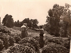Полевая. Чайная плантация. Чаква. 1961 год